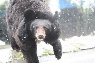 黑熊体育爆料最新消息,最新体育动态揭秘！”  第3张